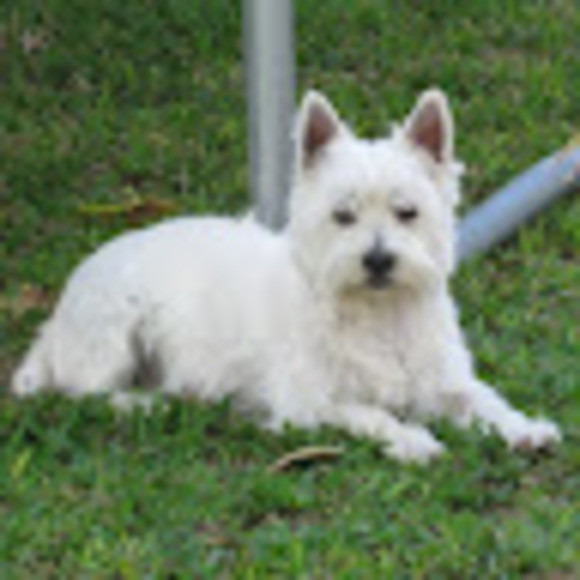 Meet your Posher, Tyler - Picture 1 of 1